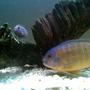 freshwater fish - cryptoheros cutteri - cutteri cichlid stocking in 53 gallons tank - X 2