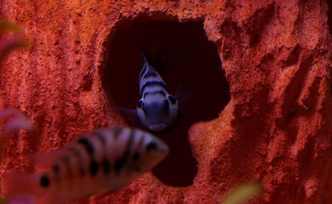 freshwater fish - archocentrus nigrofasciatus - black convict cichlid stocking in 20 gallons tank - Female Convict guarding her eggs.