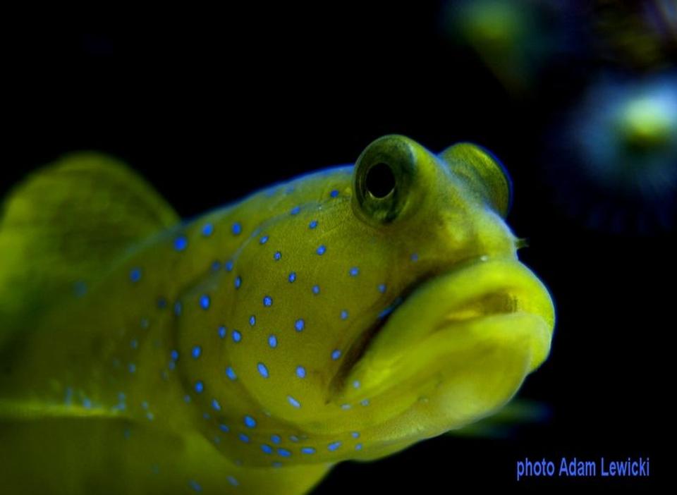 saltwater fish - cryptocentrus cinctus - yellow watchman goby stocking in 540 gallons tank - macro1