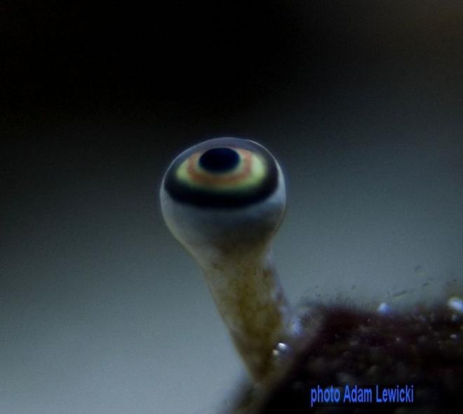 corals inverts - parazoanthus swiftii stocking in 540 gallons tank - macro2