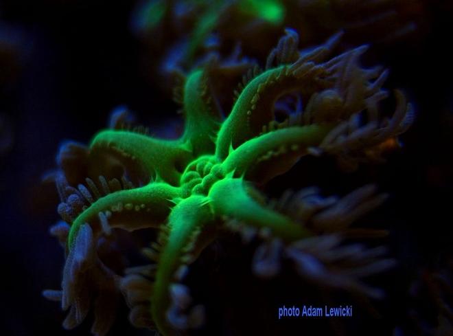 corals inverts - clavularia sp. - glove polyp stocking in 540 gallons tank - clavularia sp
