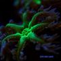 corals inverts - clavularia sp. - glove polyp stocking in 540 gallons tank - clavularia sp