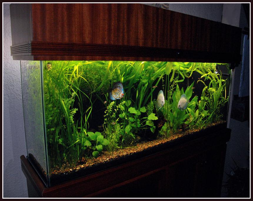 Rated #6: 125 Gallons Planted Tank - 55 gallon planted aquarium with discus fish. Fluval 305, 4 - 40w T12 fluorescent tubes, 6,500K.
