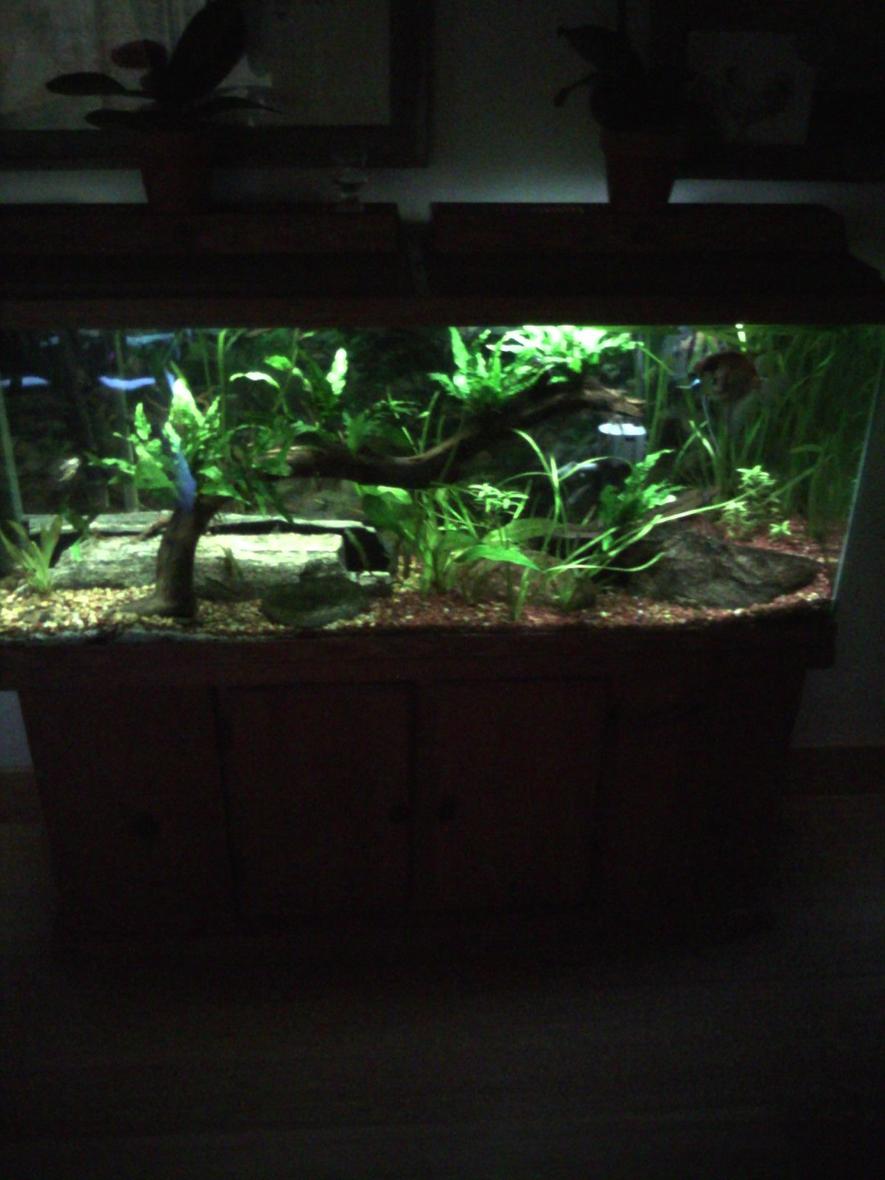 Rated #140: 55 Gallons Planted Tank - 55 planted community tank