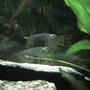 freshwater fish - kryptopterus bicirrhis - ghost glass cat stocking in 55 gallons tank - Glass Catfish
