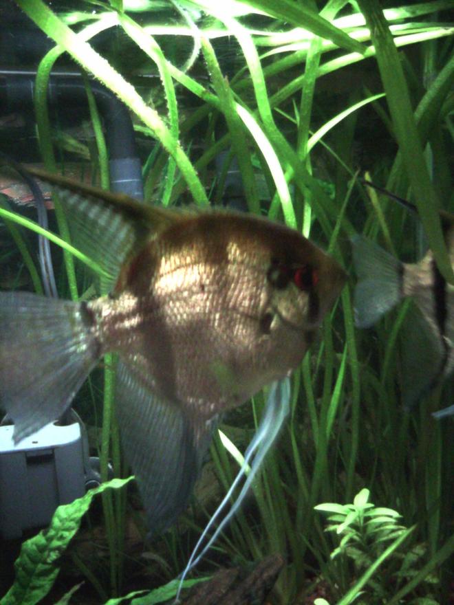 freshwater fish - pterophyllum sp. - silver zebra angel stocking in 55 gallons tank - Female Angelfish