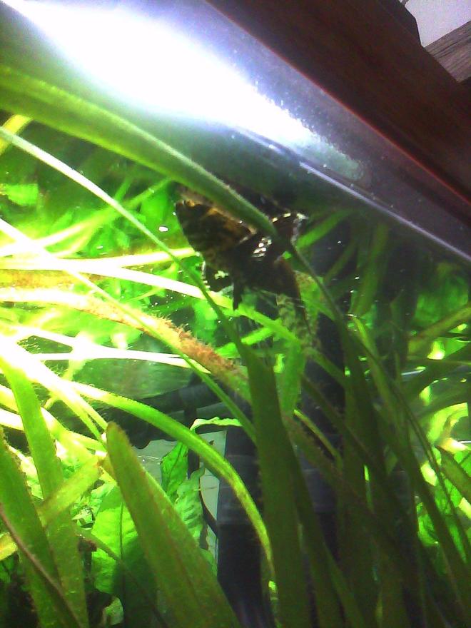 freshwater fish - pantodon buchholzi - african butterflyfish stocking in 55 gallons tank - African Butterfly Fish