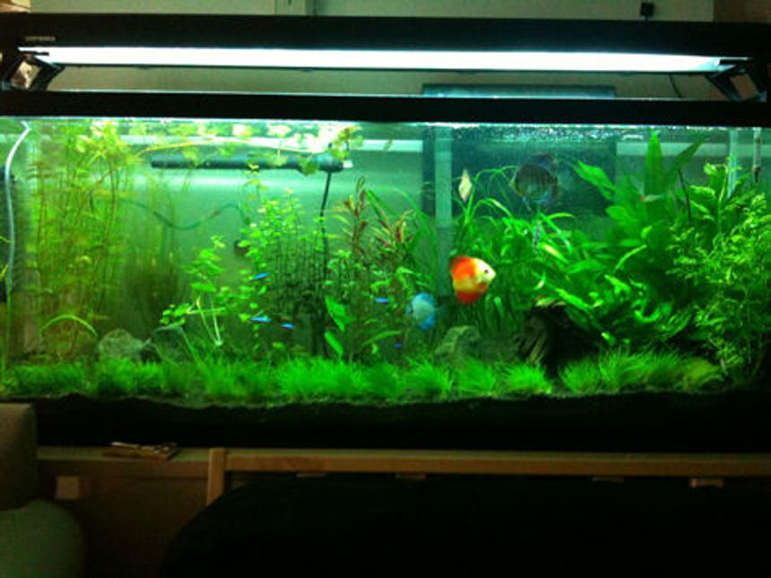 Rated #33: 55 Gallons Planted Tank - 3 months of work
