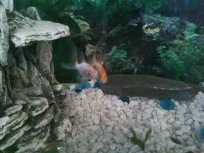 freshwater fish - carassius auratus - goldfish stocking in 10 gallons tank - cute fish! old setup