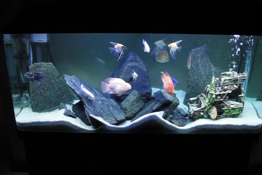 Rated #124: 70 Gallons Freshwater Fish Tank - After lots of thought I changed my tank to a cichlid tank like a few of you suggested Its been running for 6 months now with everybody getting along :)