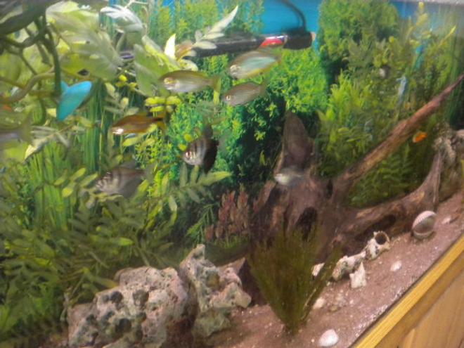 100 gallons freshwater fish tank (mostly fish and non-living decorations) - Aquarium
