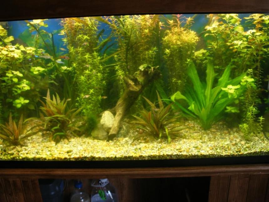 Rated #110: Planted Tank - 90 gallon all live plants