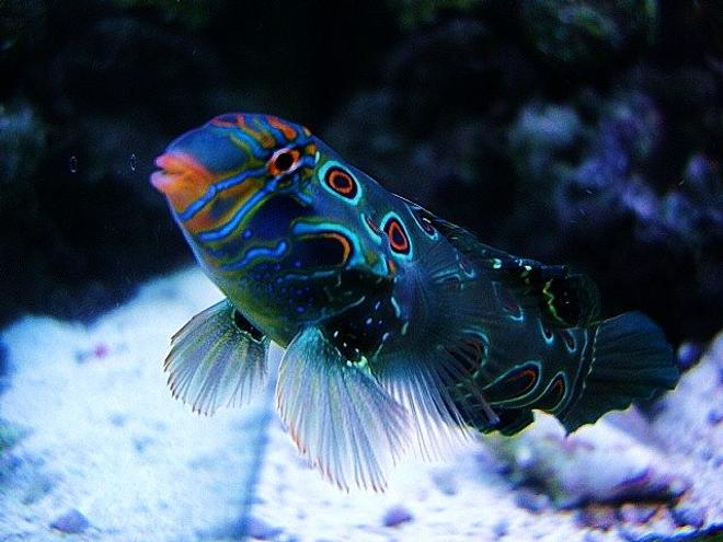 saltwater fish - synchiropus picturatus - spotted mandarin stocking in 40 gallons tank - Green Target Mandrine