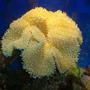 corals inverts - sarcophyton elegans - yellow fiji leather coral stocking in 40 gallons tank - yellow leather coral
