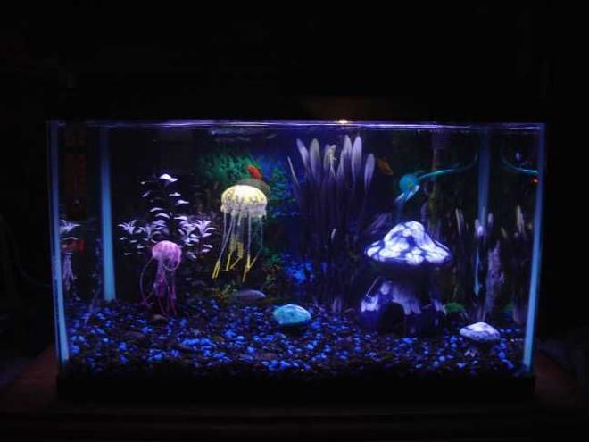 10 gallons freshwater fish tank (mostly fish and non-living decorations) - 10 gallon aquarium with fake jellyfish