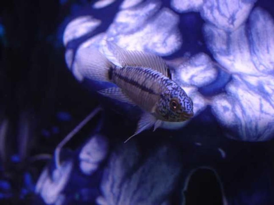 freshwater fish - apistogramma borelli - borellis dwarf cichlid stocking in 10 gallons tank - side profile of Cichlid