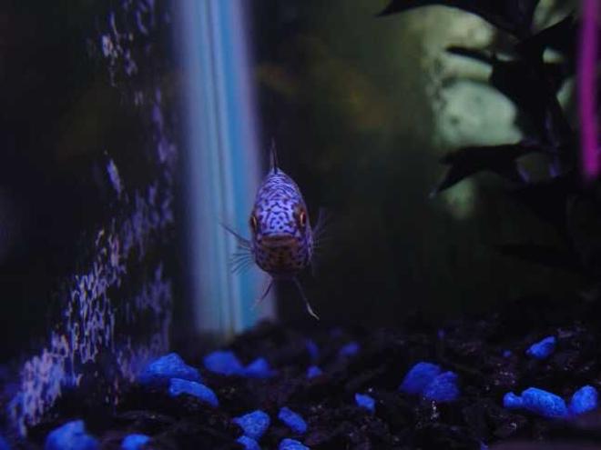 freshwater fish - apistogramma borelli - borellis dwarf cichlid stocking in 10 gallons tank - Apistogramma Borellis Dwarf Cichlid