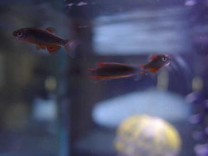 freshwater fish - celestichthys margaritatus - celestial pearl danio stocking in 10 gallons tank - Celestial Pearl Danios