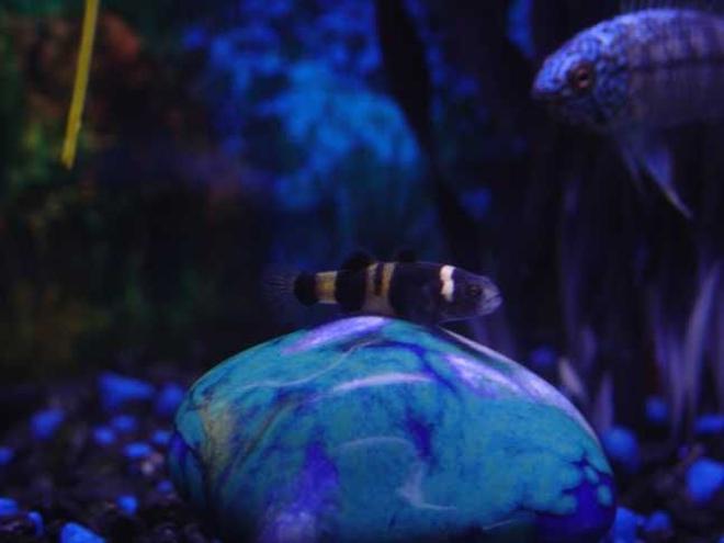 freshwater fish - brachygobius doriae - bumble bee goby stocking in 10 gallons tank - Bumblebee Goby