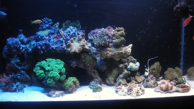 90 gallons reef tank (mostly live coral and fish) - reef