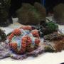 fish tank picture - corals