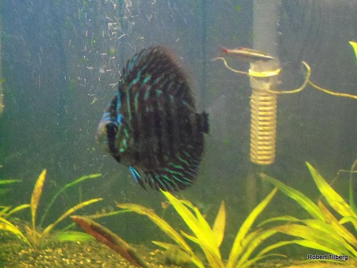 freshwater fish - symphysodon spp. - checkerboard discus stocking in 40 gallons tank - R.I.P. this is why you need to get rid of all parisites in your tanks