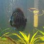 freshwater fish - symphysodon spp. - checkerboard discus stocking in 40 gallons tank - R.I.P. this is why you need to get rid of all parisites in your tanks