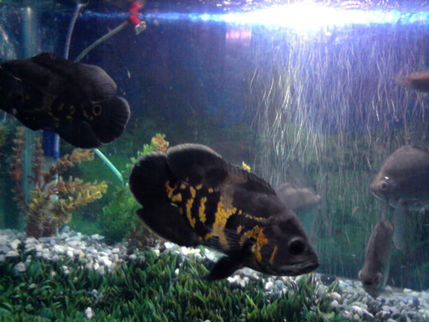 Rated #14: Freshwater Fish - Astronotus Ocellatus - Tiger Oscar Stocking In 90 Gallons Tank - My fav