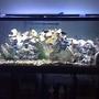 fish tank picture - my 100g Tropheus tank