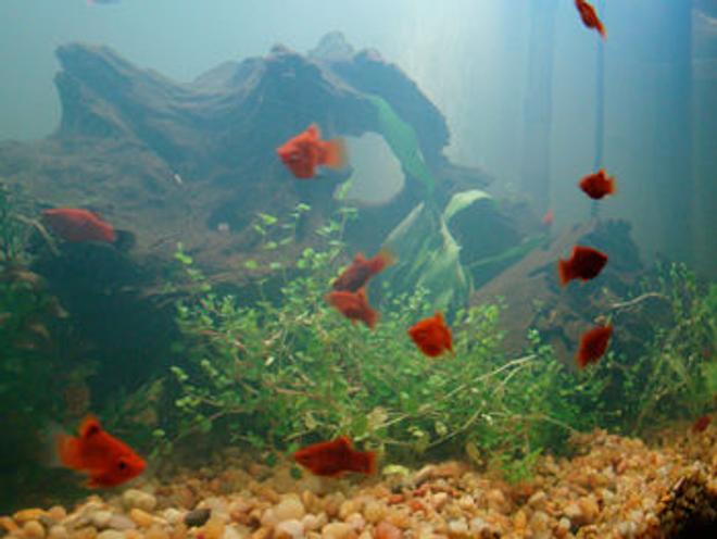29 gallons planted tank (mostly live plants and fish) - My 29 Gallon March 2010