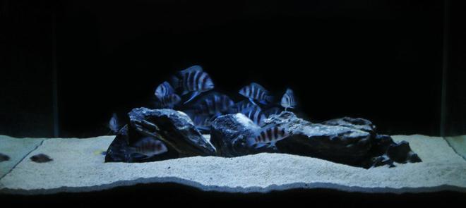 90 gallons freshwater fish tank (mostly fish and non-living decorations) - new frontosa tank set up