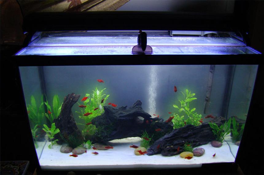 Rated #63: 29 Gallons Freshwater Fish Tank - My new 29 Gallon Tank May 2010