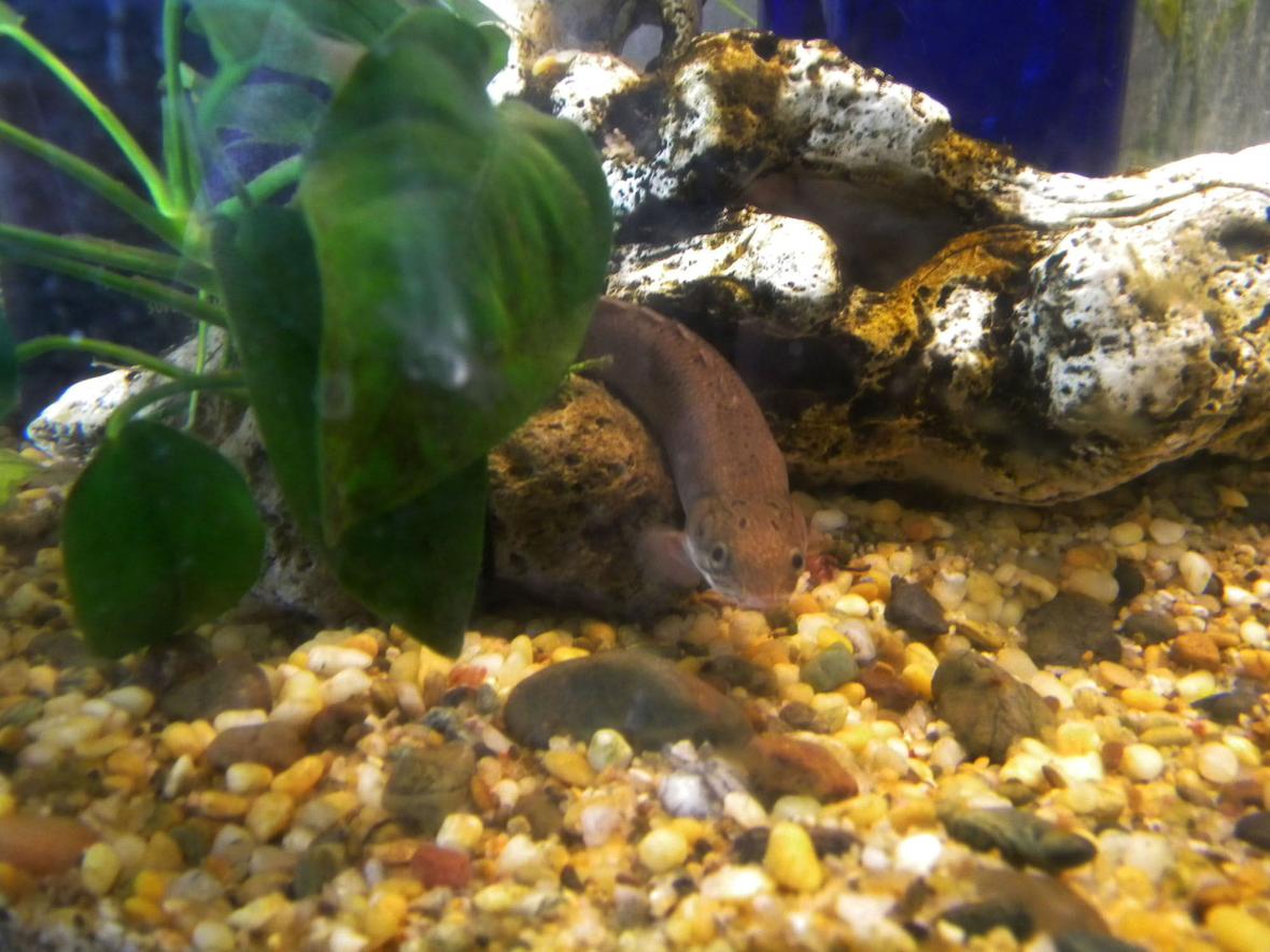 freshwater fish - polypterus senegalus - cuvier bichir stocking in 30 gallons tank - Senegal Bichir i named him Manda Maru