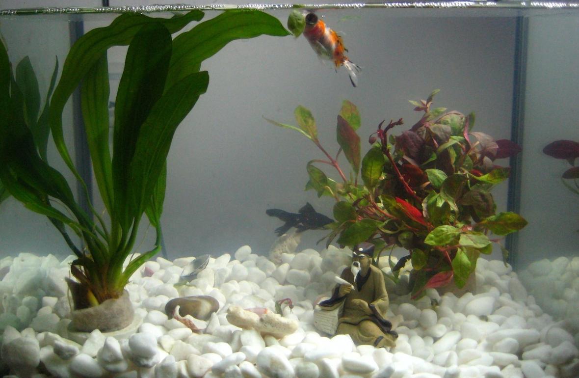 4 gallons planted tank (mostly live plants and fish) - My first tank!