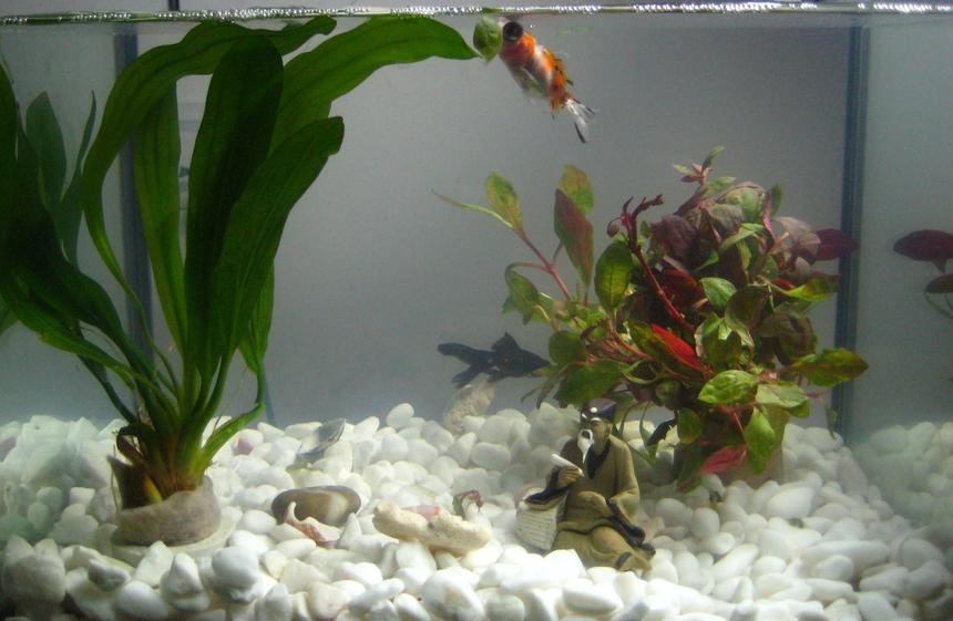 Rated #215: 4 Gallons Planted Tank - My first tank!