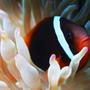 saltwater fish - amphiprion frenatus - tomato clownfish stocking in 75 gallons tank - Tomato clown and new Bubble tip Anemone