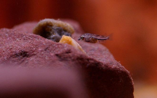 freshwater fish - archocentrus nigrofasciatus - black convict cichlid stocking in 20 gallons tank - 2 week old convict fry