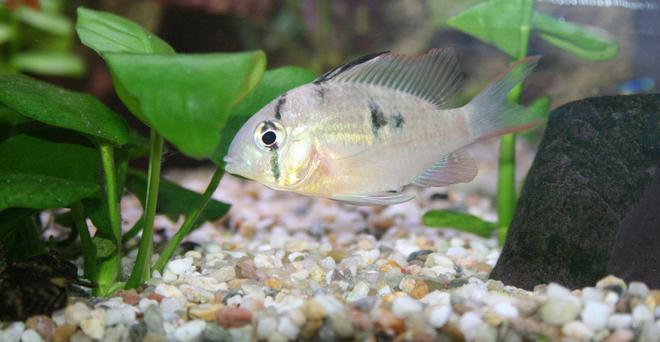 freshwater fish - microgeophagus altispinosa - bolivian ram stocking in 45 gallons tank - Bolivian Ram. (Mikrogeophagus altispinosus) ,approx 2 years old