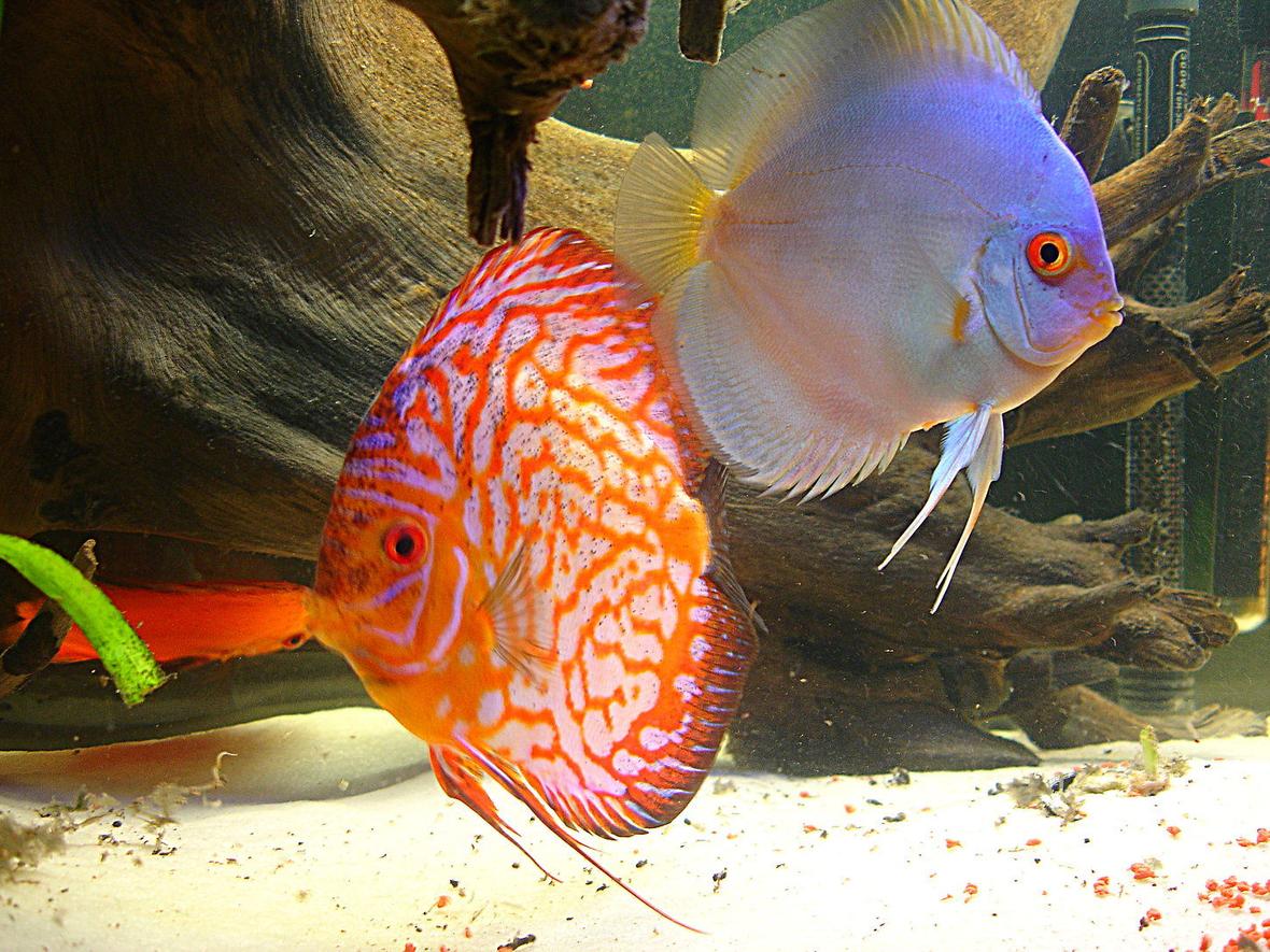 freshwater fish - symphysodon sp. - blue diamond discus stocking in 55 gallons tank - the king and queen of my tank. unfortunately, both have passed.