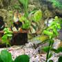 freshwater fish - puntius tetrazona - tiger barb stocking in 45 gallons tank - Tiger Barbs and Rams always want to know whats going on