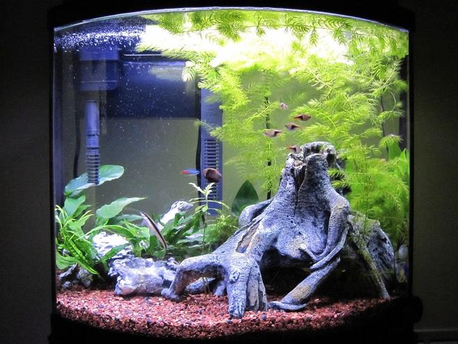 16 gallons freshwater fish tank (mostly fish and non-living decorations) - 3 Months