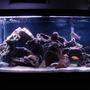 55 gallons freshwater fish tank (mostly fish and non-living decorations) - cichlid tank