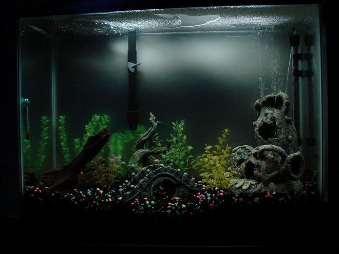37 gallons freshwater fish tank (mostly fish and non-living decorations) - my 37gal tank, started about 2 weeks ago