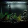 fish tank picture - my 37gal tank, started about 2 weeks ago