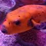 saltwater fish - arothron nigropunctatus - arothron dog face puffer stocking in 40 gallons tank - Puffer High-C