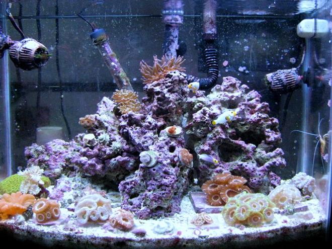 28 gallons reef tank (mostly live coral and fish) - 28g bow front, 18 acans, 4 micromusa's,pink bubble tip anemone,wrath of grapes favid,cleaner shrimp,helfrichi firefish,pair of maine blizzard perculas,3 peppermint shrimp