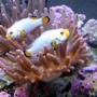 saltwater fish - maine blizzard clown stocking in 28 gallons tank - maine blizzard clowns (platinum variant)