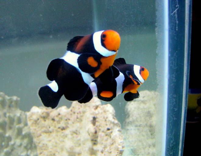 saltwater fish - mocha clownfish stocking in 28 gallons tank - maine mocha clownfish(occy variant)
