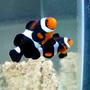 saltwater fish - mocha clownfish stocking in 28 gallons tank - maine mocha clownfish(occy variant)