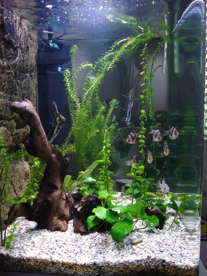 45 gallons freshwater fish tank (mostly fish and non-living decorations) - Side view